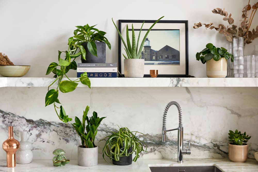 An aloe vera, a Chinese money plant, a golden pothos, a zz plant, a succulent and a spider plant on shelves in a kitchen