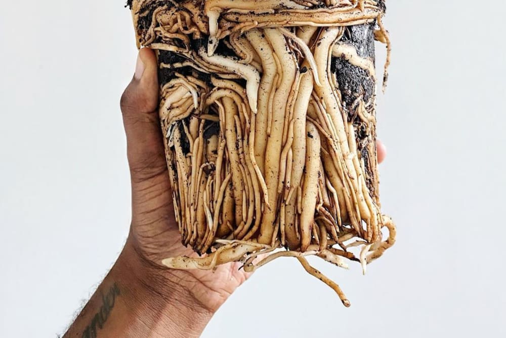 Close-up of person holding a plant with lots of compacted roots