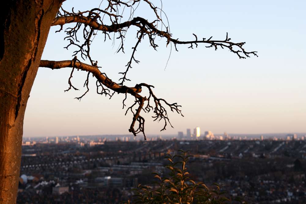 Sunset lighting up a tree, with the skyline of North London in the background