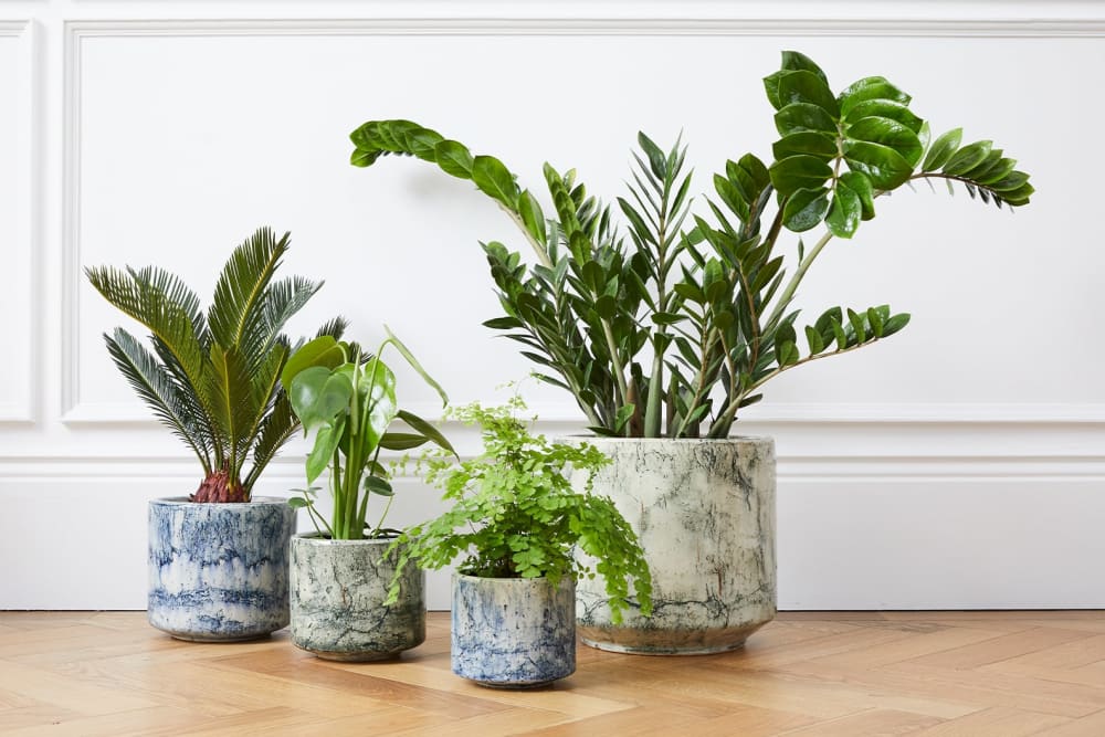 Two blue and two green fractured pots in a hallway containing a Maidenhair fern, a zz plant, an alocasia stingray and a cycad.