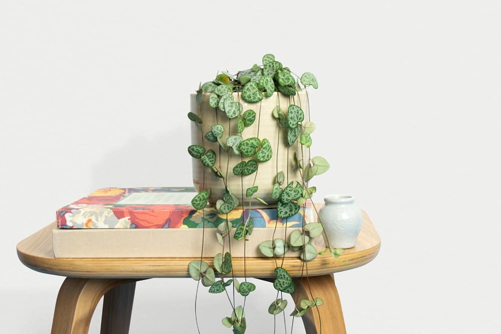 A ceropegia woodii plant on a table in a living room
