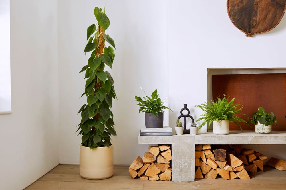 Philodendron plant in a cream dipped pot in a living room