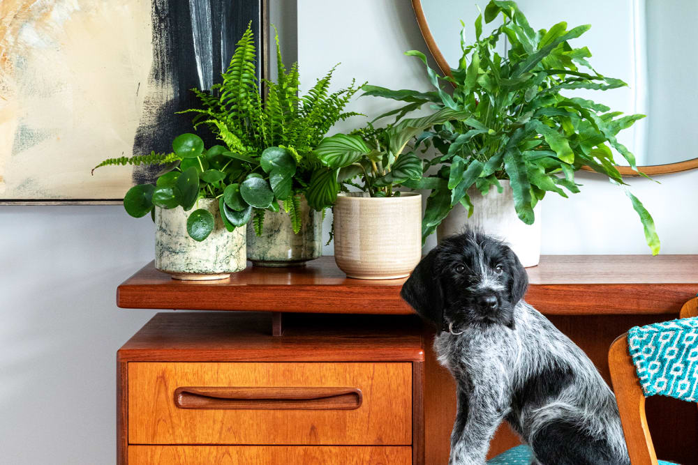 A Chinese money plant in a fracture-pattern pot, a Boston fern in a racture-pattern pot, a calathea orbifolia in a cream ceramic pot and a blue star fern in a light grey clay pot on a desk with a black and grey adult dog sat on a chair