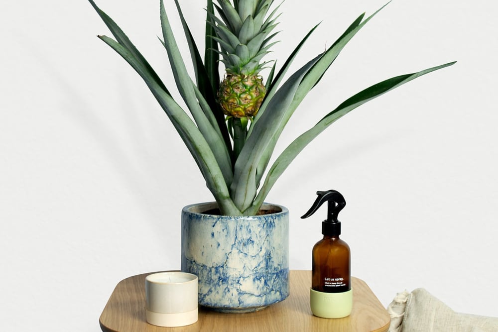 A pineapple plant in a blue fractured pot on a side table in a hallway