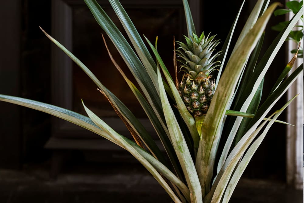 A pineapple plant in a living room