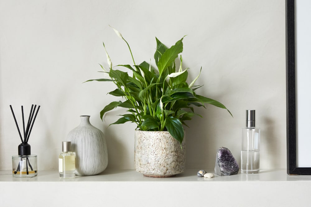 Peace lily on a shelf in a bathroom