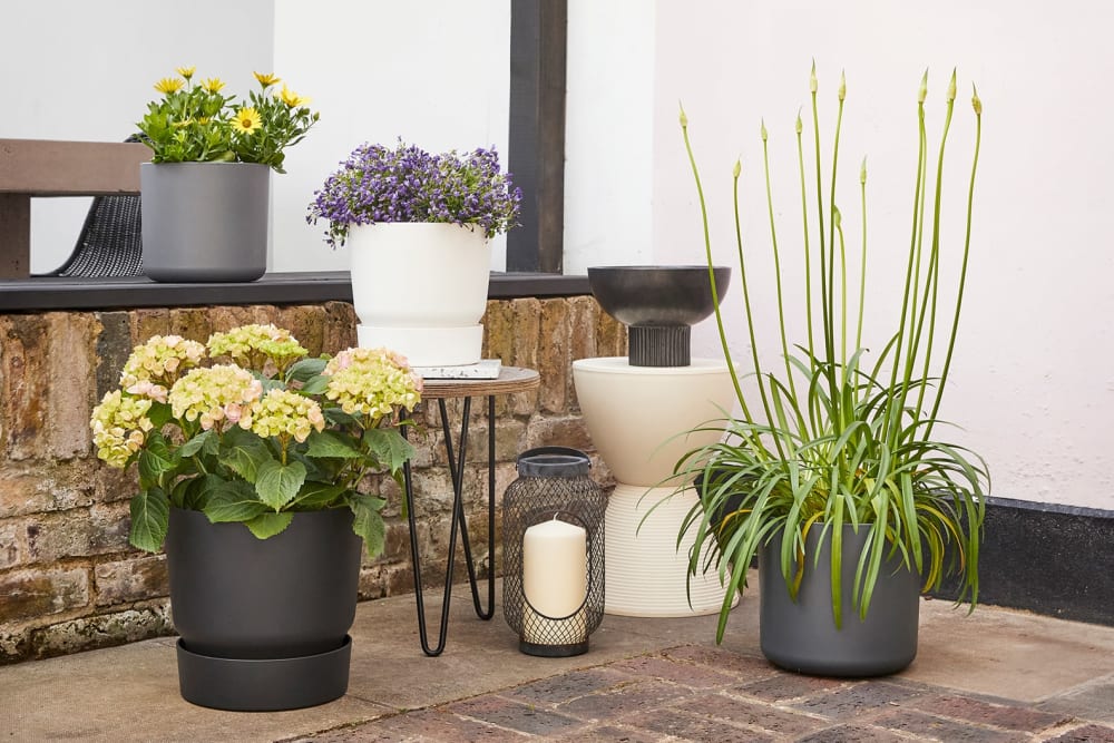 African daisies in a grey plastic cylinder pot, a white hydrangea in a black plastic reservoir pot, fairy bellflowers in a white plastic reservoir pot and an agapanthus in a black plastic cylinder pot grouped together on a patio