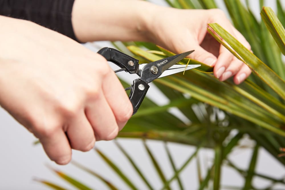 Close-up of a person pruning a palm with secateurs