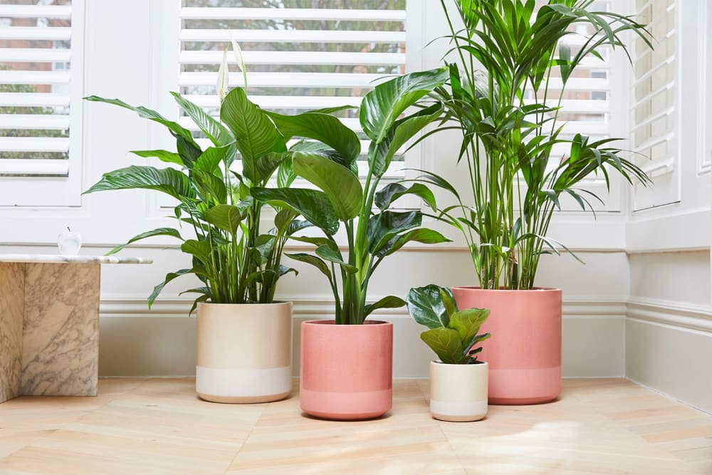 Pink and cream dipped pots holding a kentia palm, a peace lily, a fiddle leaf fig and a Strelitzia Nicolai in a living room by a window