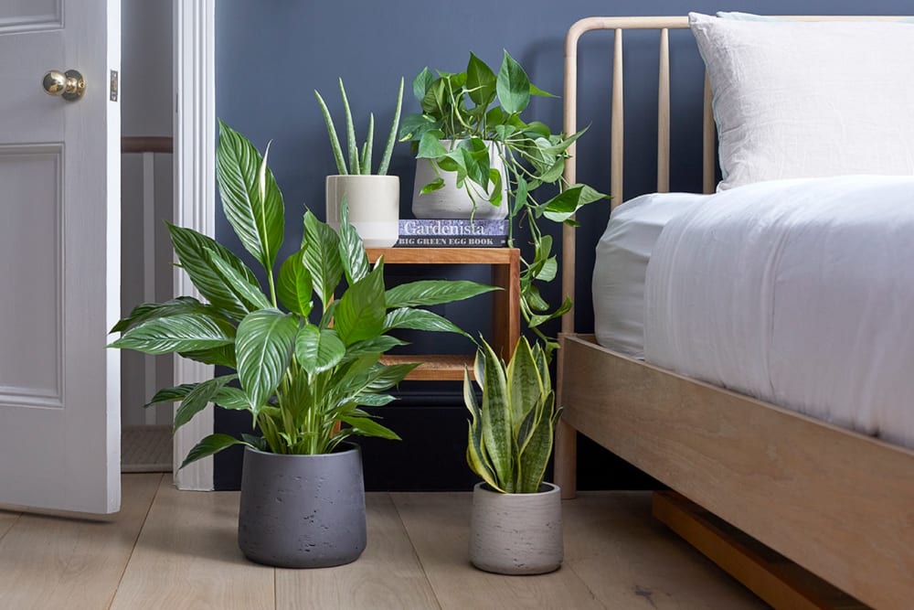 A snake plant in a cream dipped ceramic pot and a devil's ivy in grey clay pot on bedside table in a bedroom, with a peace lily in a black clay pot and a snake plant in a grey concrete pot styled on the floor next to the bed