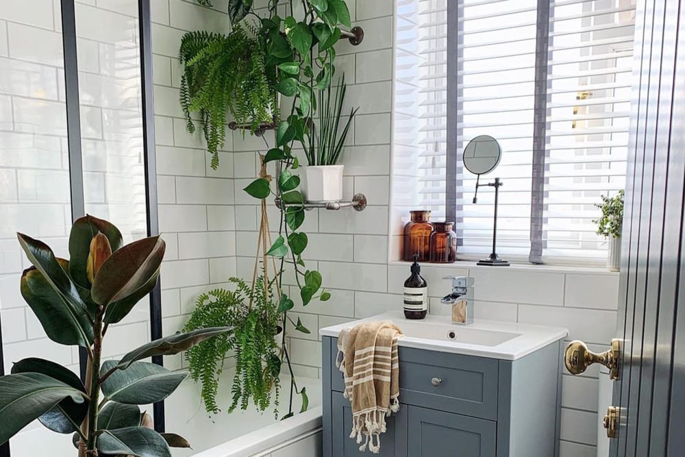 A rubber plant, two ferns, a snake plant and a trailing devil's ivy in a bathroom
