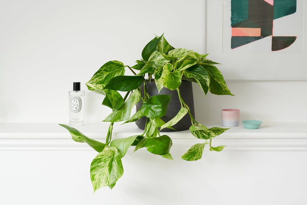 A 'Marble Queen' pothos plant on a shelf in a bedroom