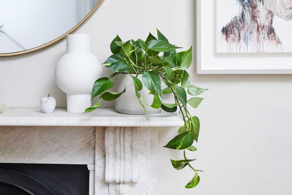 A golden pothos plant in a grey clay pot on a mantlepiece in a living room