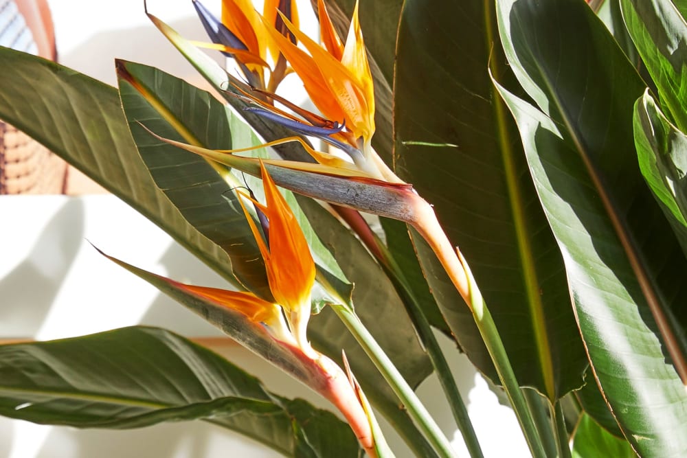 A close-up of bird of paradise flowers