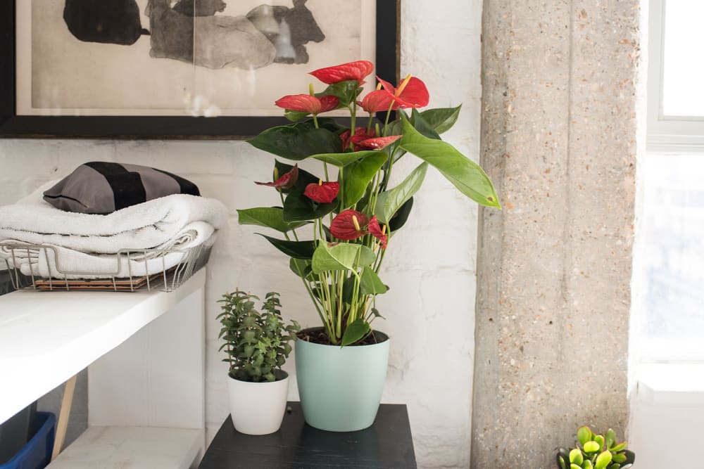 Anthurium in a light blue plastic pot on a side table