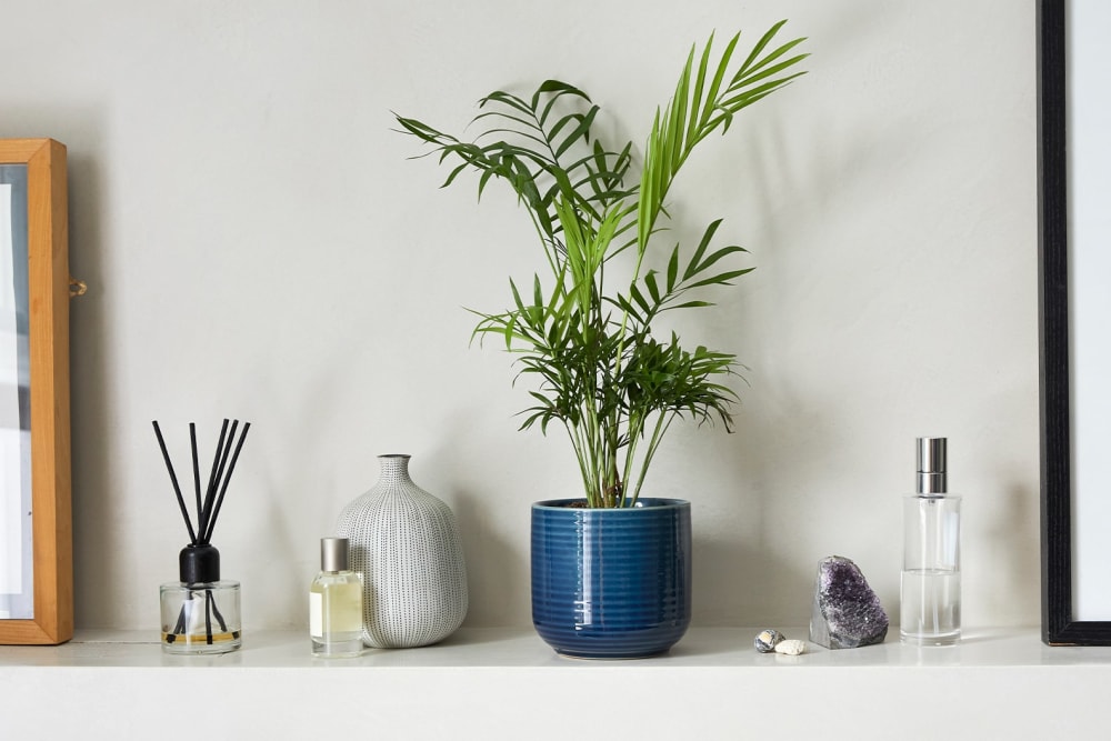 A parlour palm plan in a blue ceramic pot in a bathroom