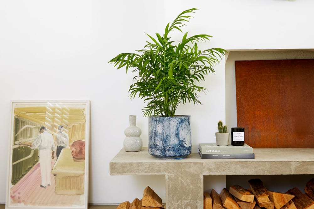 A parlour palm plant in a blue fractured pot in a living room