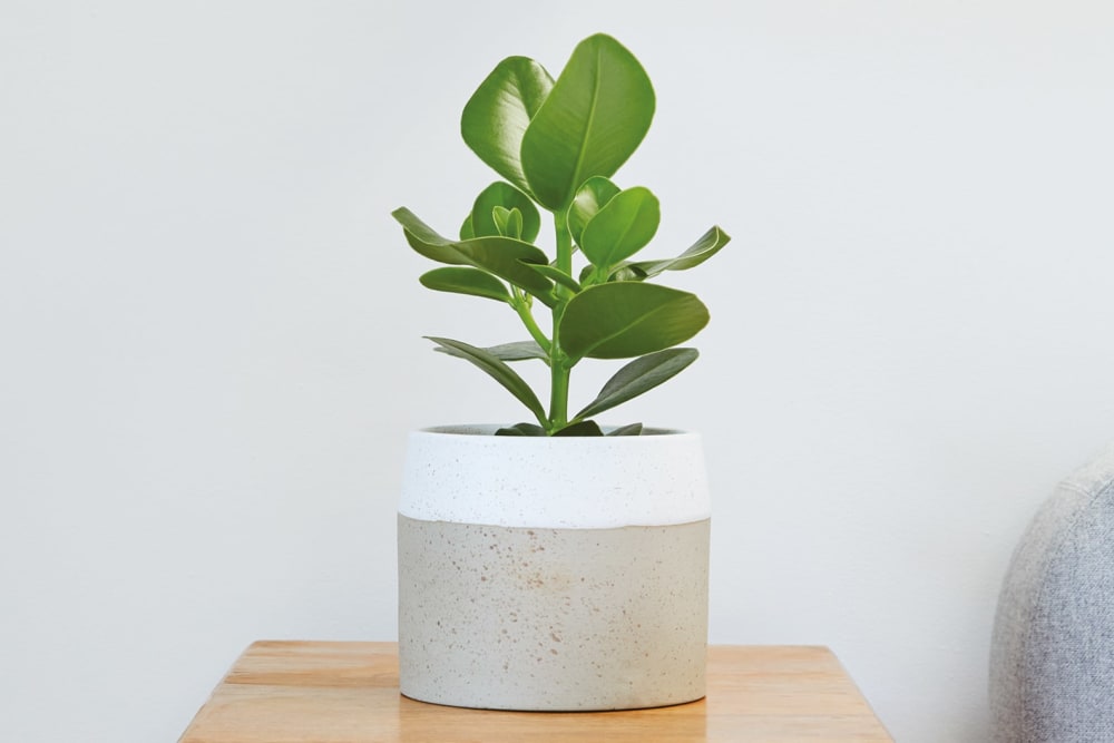 A clusia princess plant in a grey and white pot on a bedside table in a bedroom
