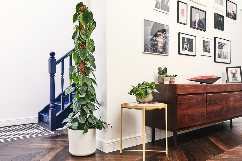 A large philodendron scandens and mosspole by a sideboard in a hallway.
