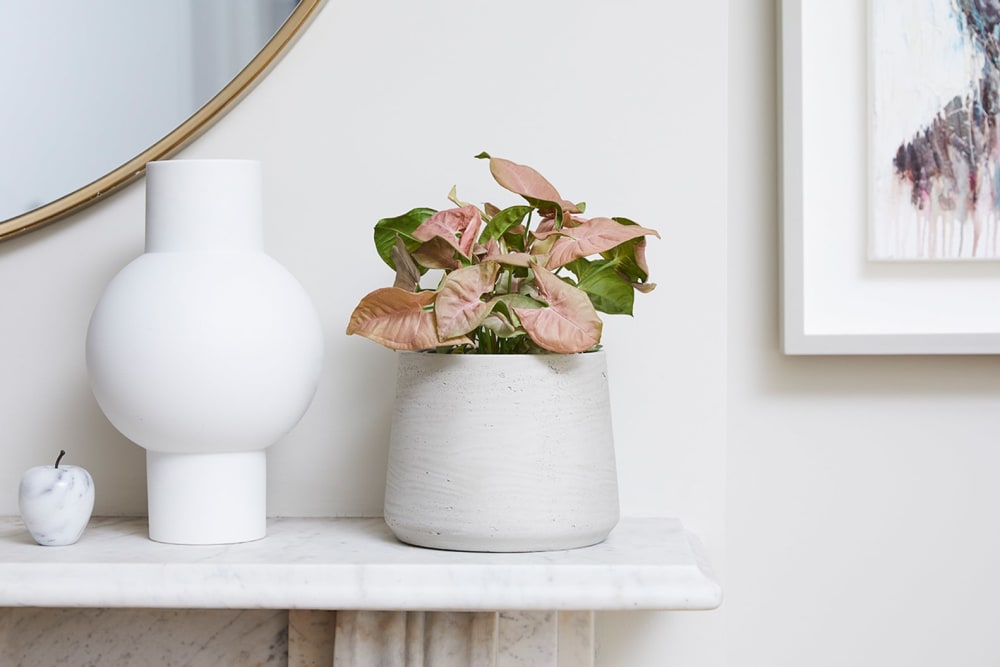 A syngonium in a grey clay pot on a mantlepiece in a living room
