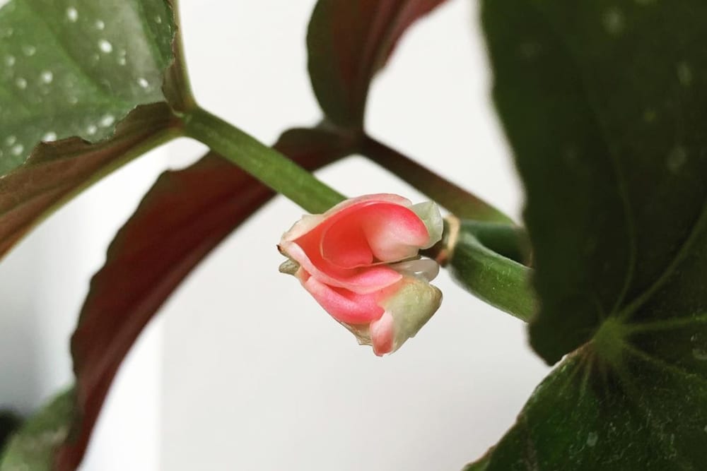 Close-up of a pink begonia bud in a bright place