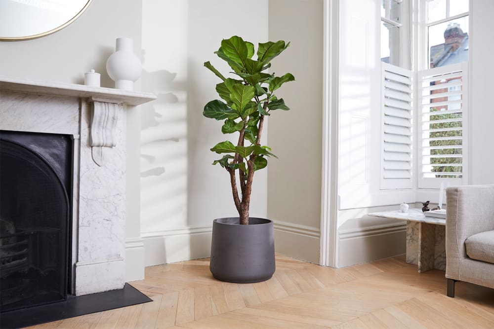 A fiddle leaf fig tree in a black clay pot in a living room