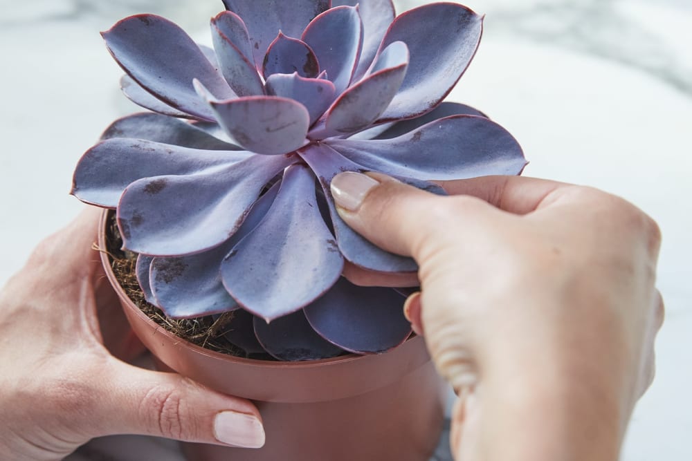 Close-up of a person propagating a succulent by twisting a leaf from the parent plant