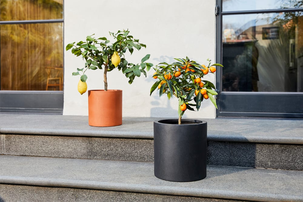 Kumquat tree in a cylindrical fibrestone black pot in front of a lemon tree in a cylindrical fibrestone teracotta pot on an outdoor step