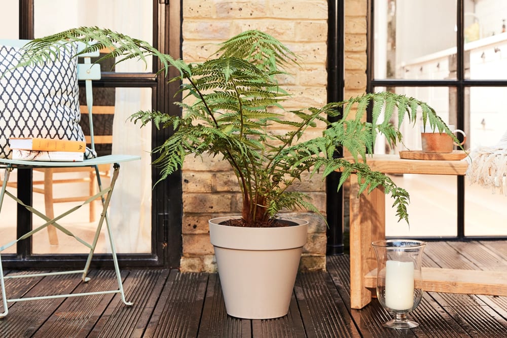 A tree fern in a grey recycled plastic hidden reservoir pot outside on a deck
