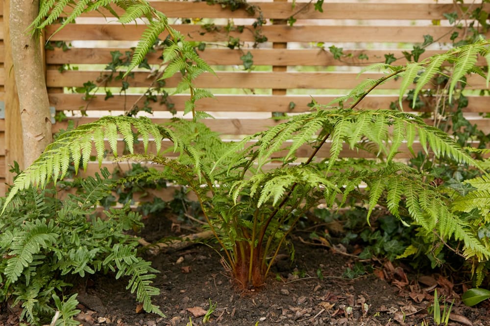 A tree fern planted outside in the ground