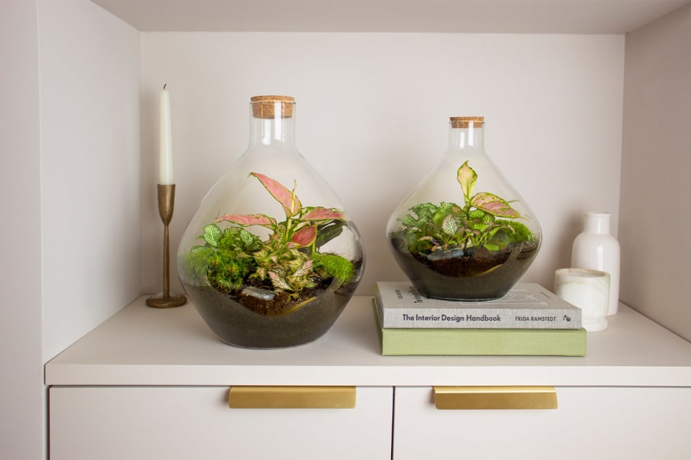 Two glass terrariums filled with plants on a shelf in a living room