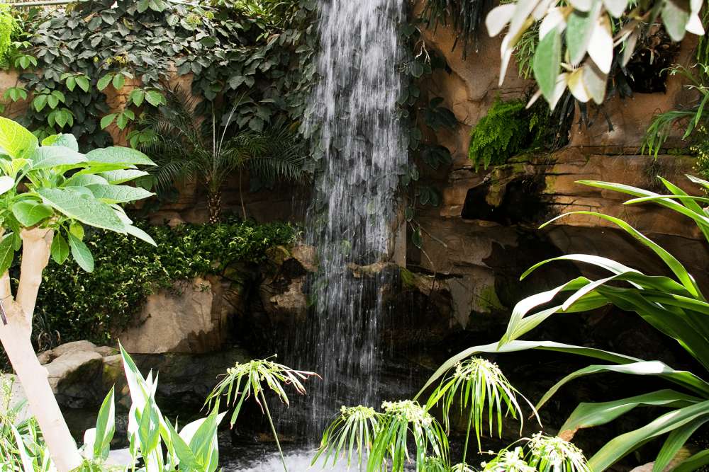 A waterfall inside of a greenhouse, surrounded by rock formations and tropical plants.