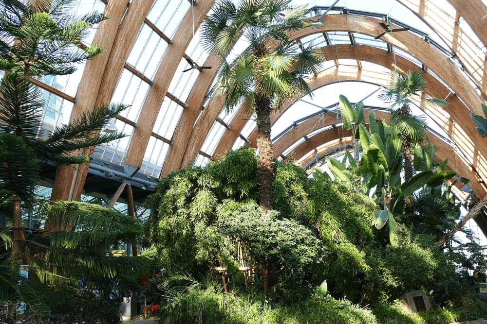Tall tropical plants, including palm trees and rubber plants, are in the middle of an arch-shaped greenhouse made of glass and wood beams