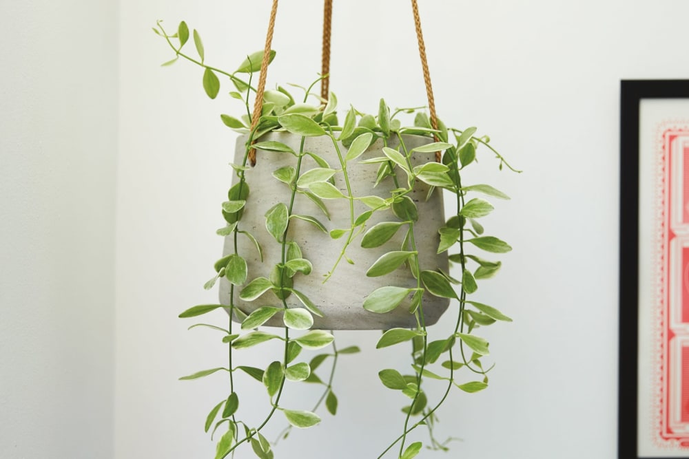 Variegated string of nickels in a grey clay hanging pot in a living room