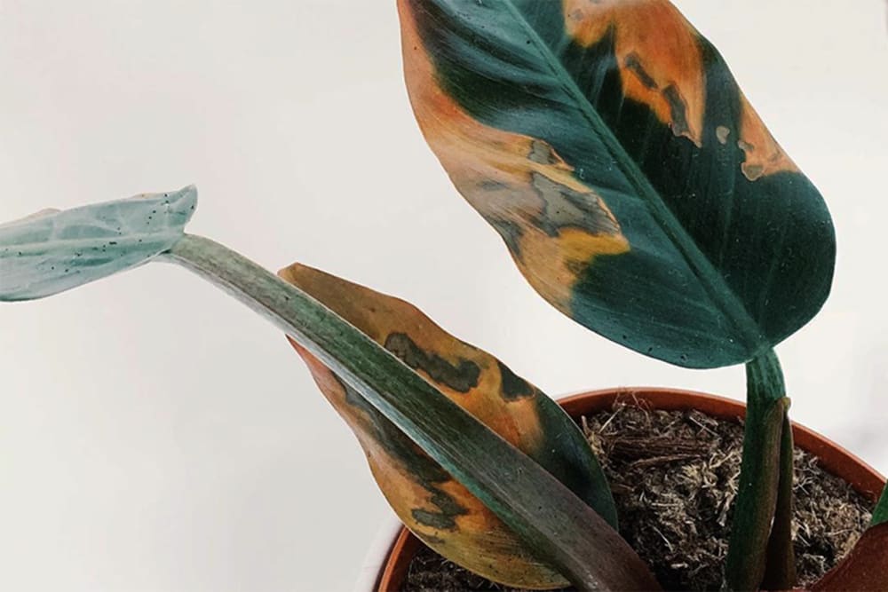 Close up of a philodendron with sun-burn like brown spots
