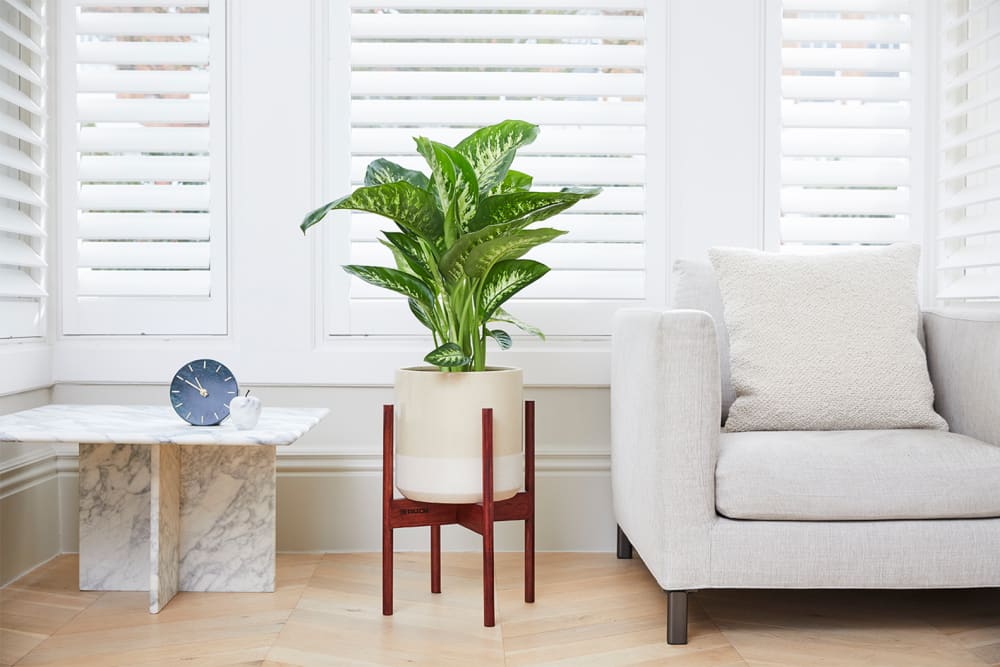 A dieffenbachia seguine 'Tropic Snow' in a cream dipped pot and wooden plant stand, in a living room