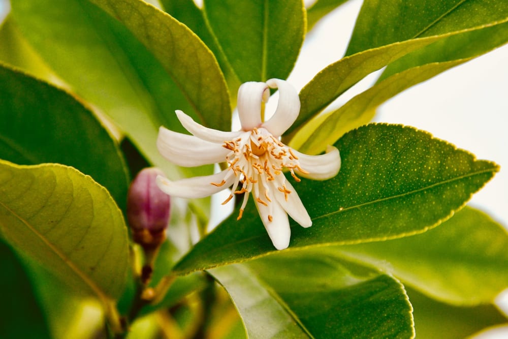 A close-up of lemon tree blossom flowers
