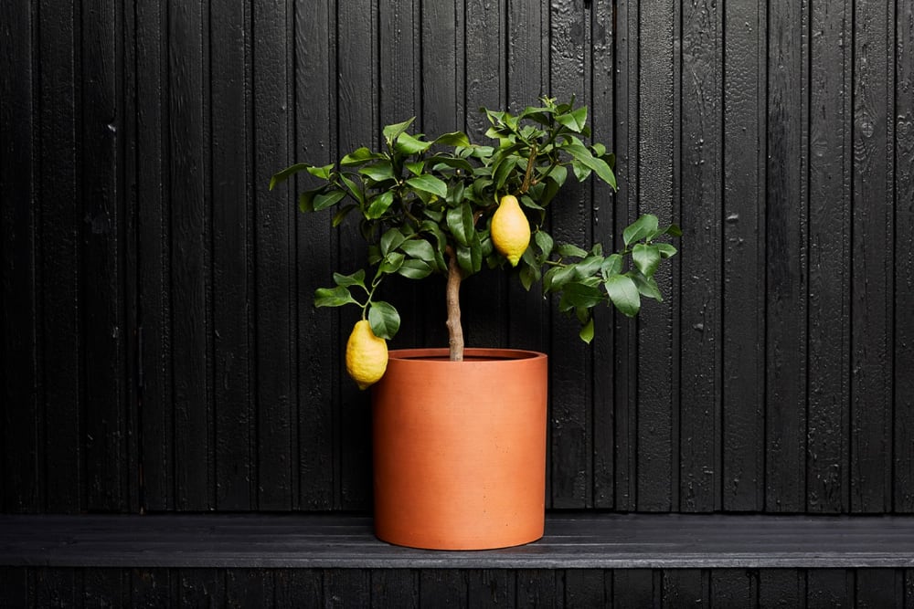 A lemon tree in a terracotta sandstone pot outside on a black wooden bench against a black wooden fence