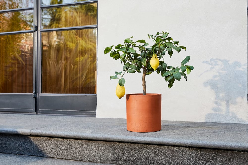 A lemon tree in a terracotta sandstone pot outside on a patio
