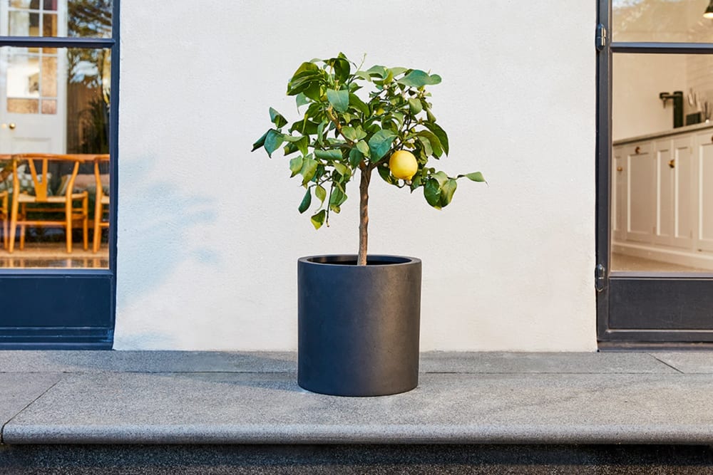 A lemon tree in a black fibrestone pot outside on a patio