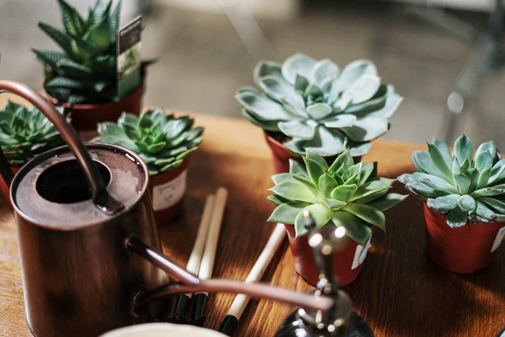 A group of small green succulents gathered around a metal watering can