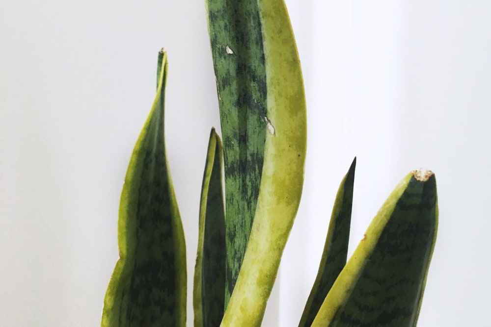 Close-up of a snake plant with scars on its leaves
