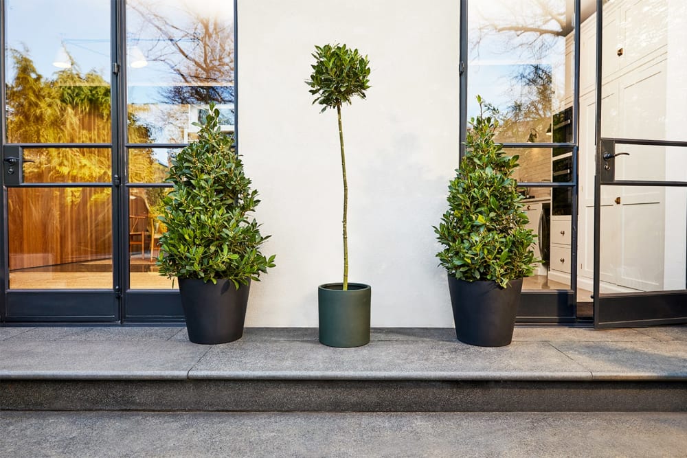 A pair of pyramid bay trees in black fibrestone bucket pots and a tall lollipop bay tree in a green sandstone pot outside on a patio