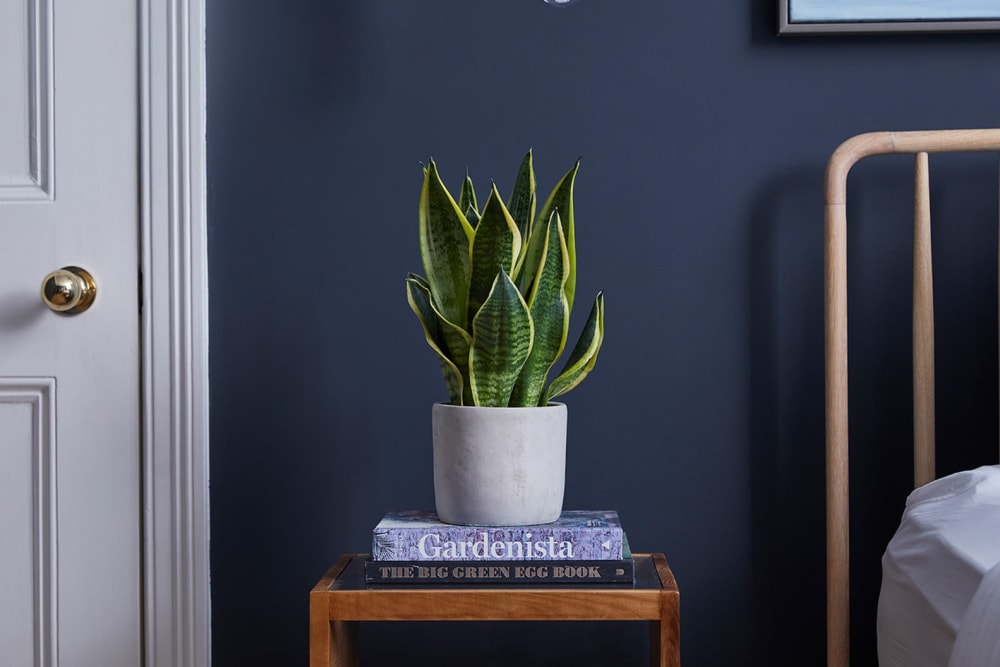 A snake plant in a grey concrete pot on a pile of books on bedside table in a bedroom