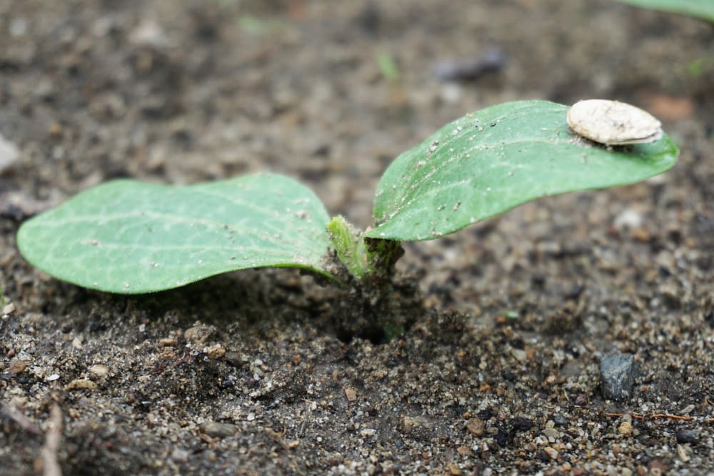 Close-up of a courgette seedling