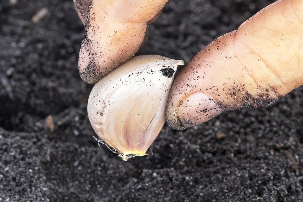Garlic segment being pushed into soil