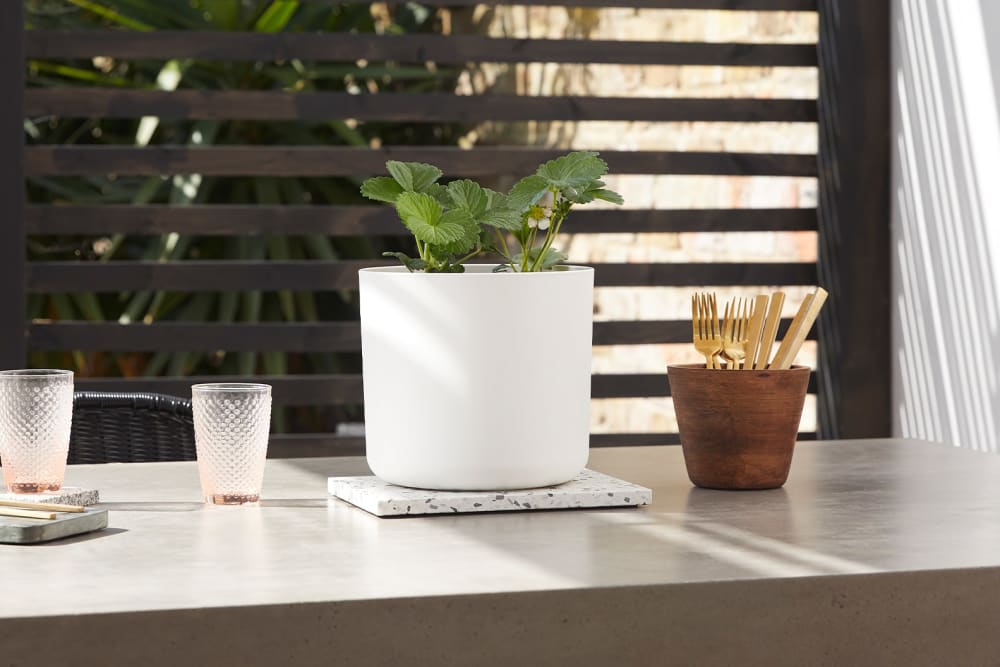 Strawberry plant in a white plastic pot on an outside table