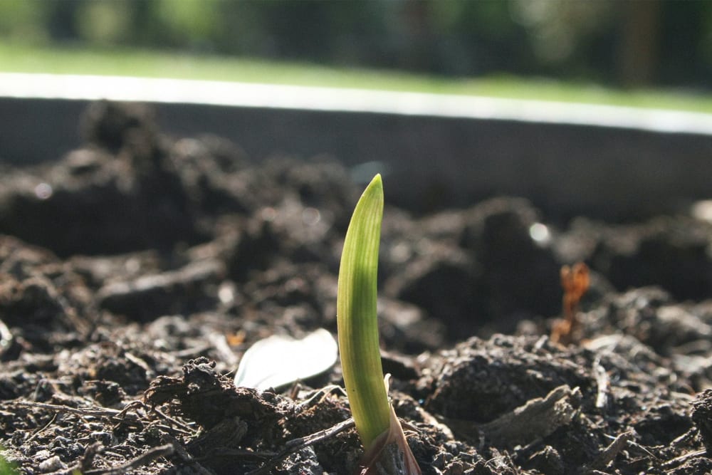 A spring onion sprouting out of a pot of soil