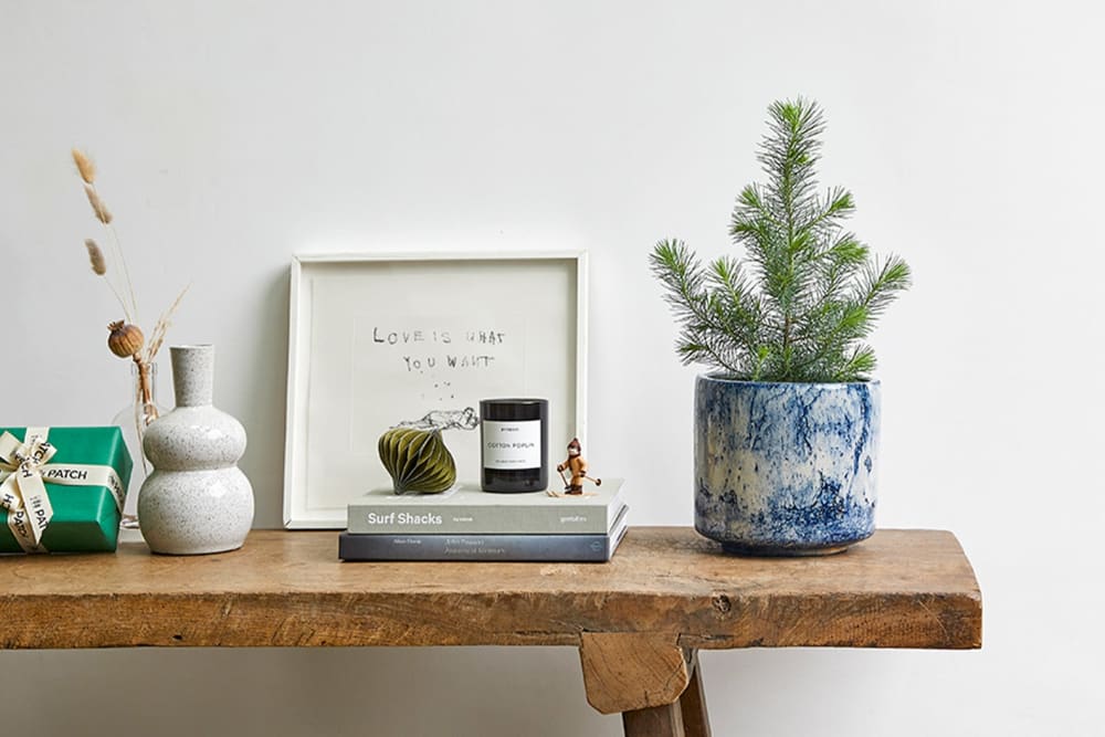 Small Pinus pinea in a blue fractured pot on a side table