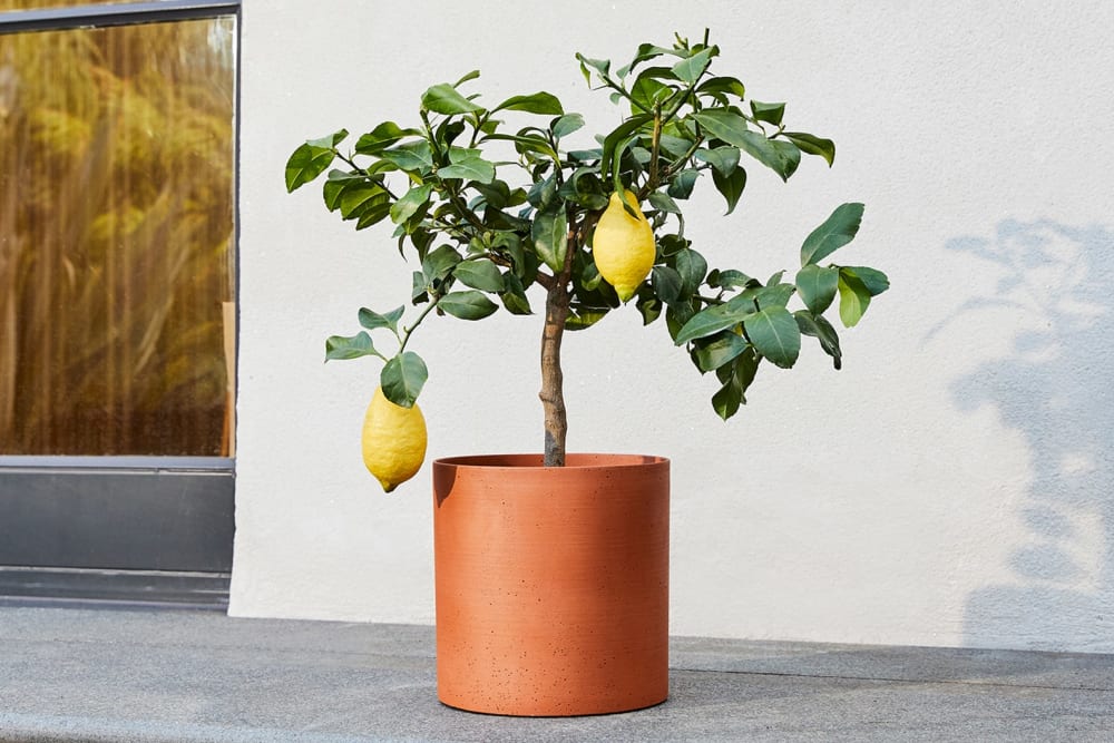Lemon tree in a cylindrical sandstone terracotta pot on an outdoor step